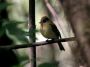 CostaRica06 - 140 * Common Bush Tanager